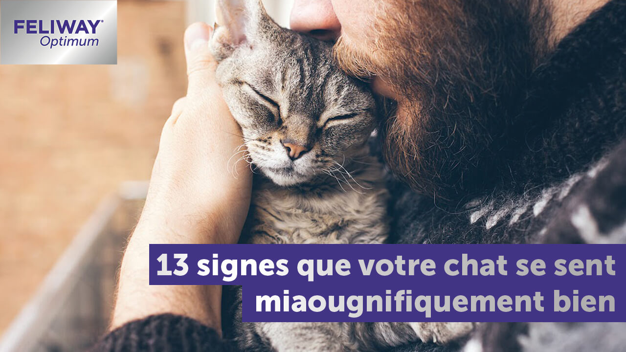24 Signes à Surveiller Pour Savoir si Mon Chat est Stressé - FELIWAY France