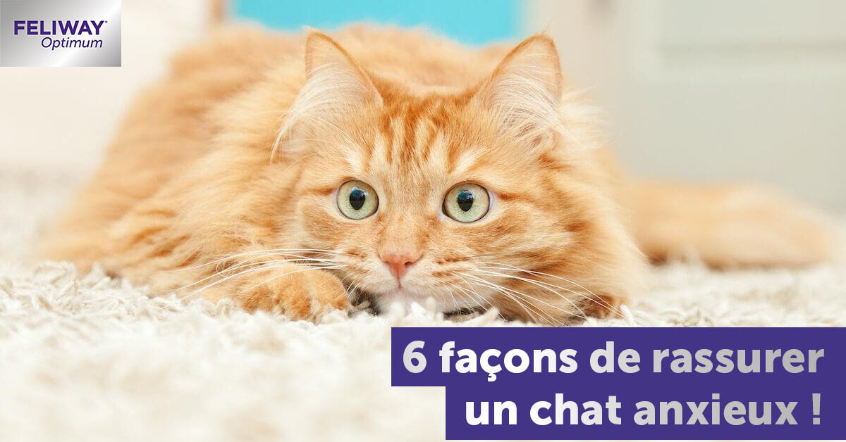 24 Signes à Surveiller Pour Savoir si Mon Chat est Stressé - FELIWAY France