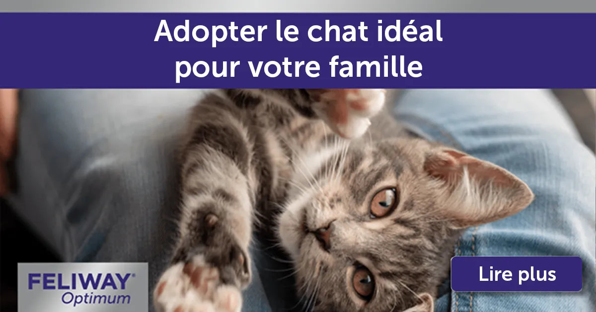 Adopter le chat idéal pour votre famille