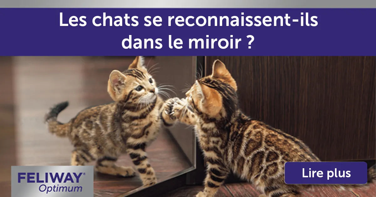 Les chats se reconnaissent-ils dans le miroir ?