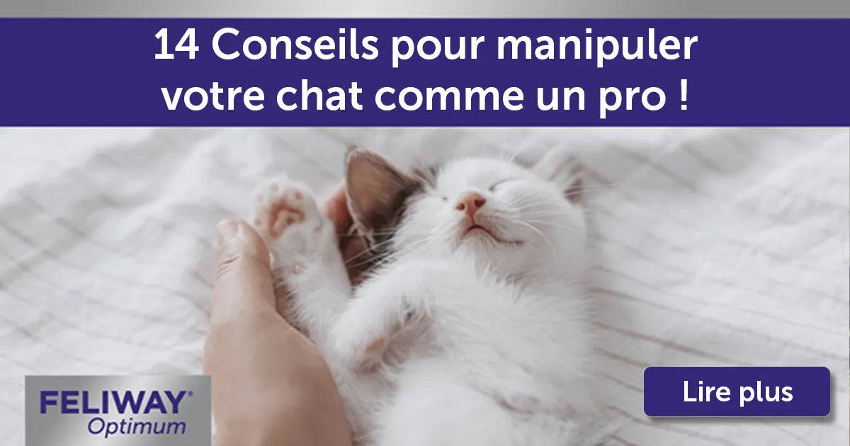 14 Conseils pour Manipuler votre Chat comme un Pro !