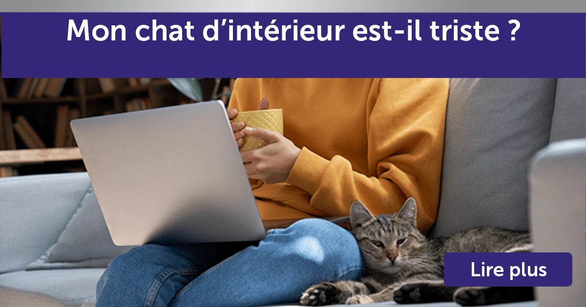 Point de vue de chat : mon chat d’intérieur est-il triste ?