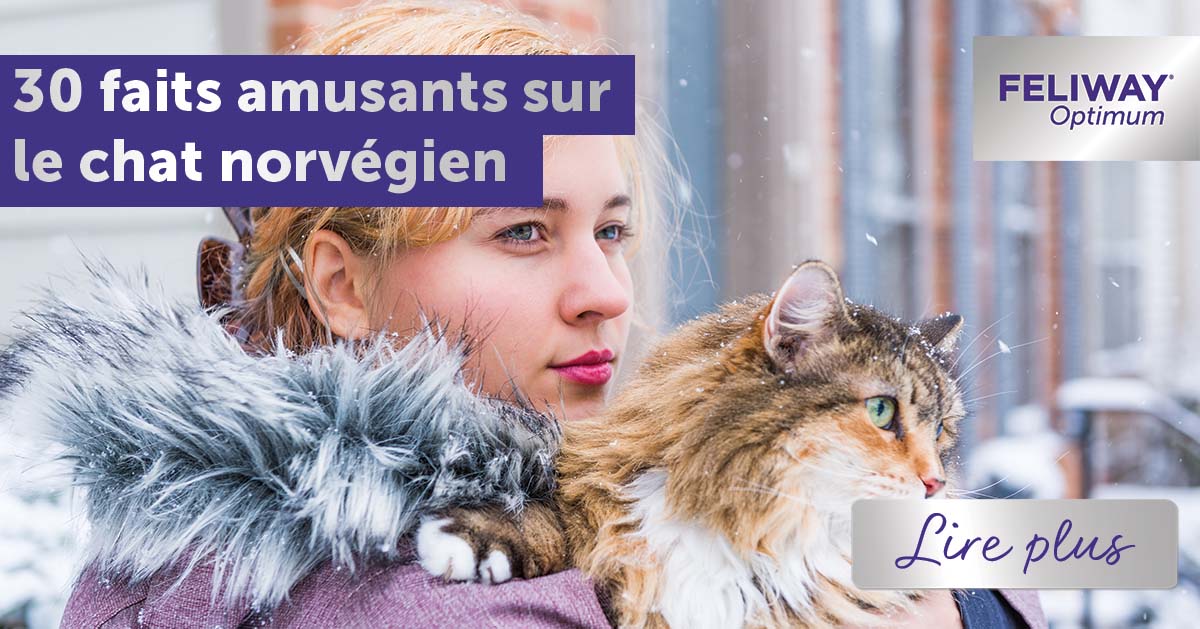 30 faits amusants sur le chat norvégien