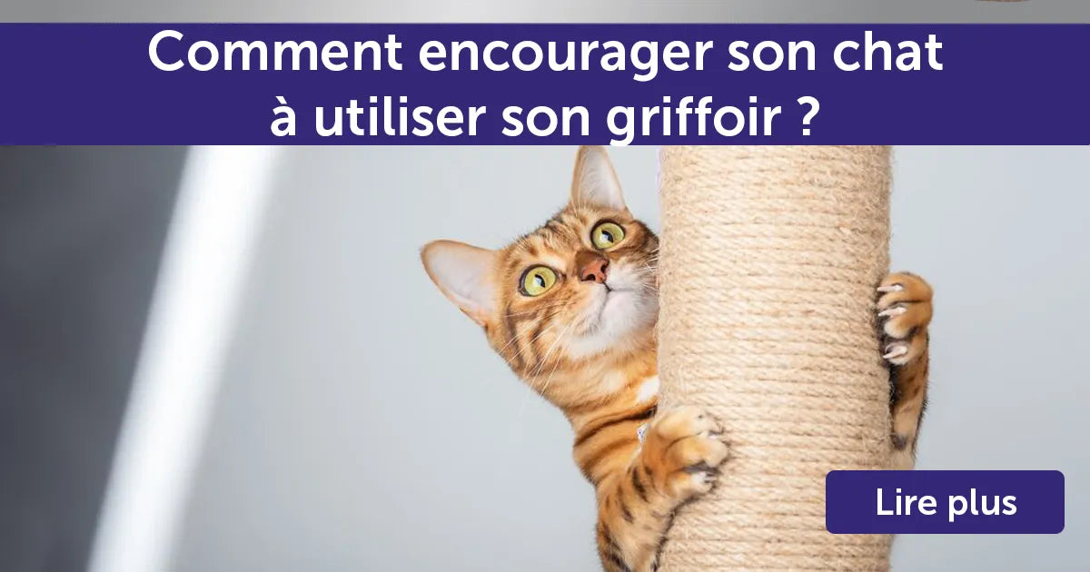 Comment encourager son chat à utiliser son griffoir ?